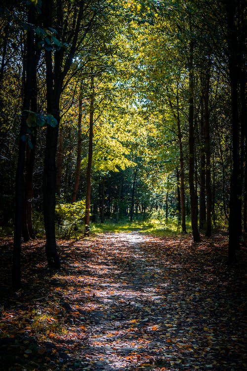 Apríl- mesiac lesov 🌲